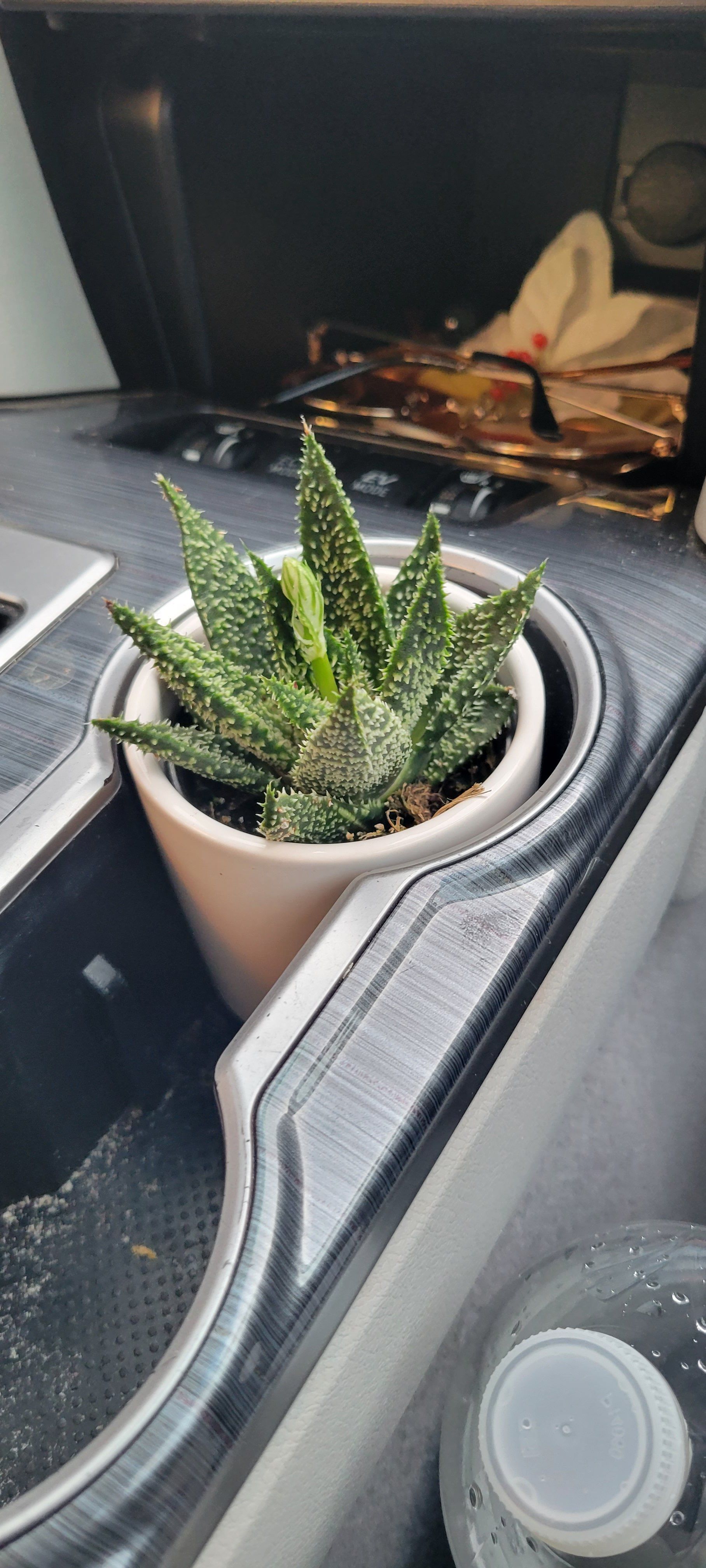 Photo of the plant species Aloe 'Tarantula' by @BowToYourArrow named Argo on Greg, the plant care app