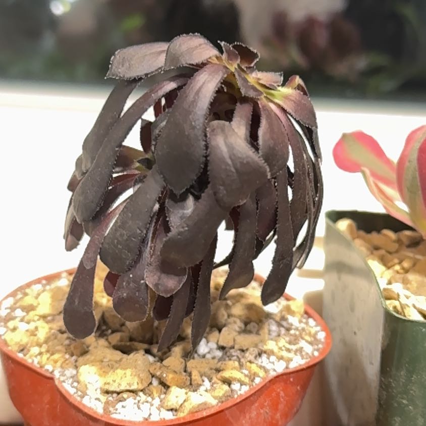Photo of the plant species Aeonium 'Zwartkop Cristata' by @GrownLilac named Harper on Greg, the plant care app