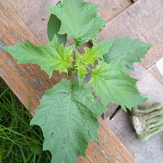 Photo of the plant species Apple of Peru by @StoriedIvygourd named Figyonce on Greg, the plant care app