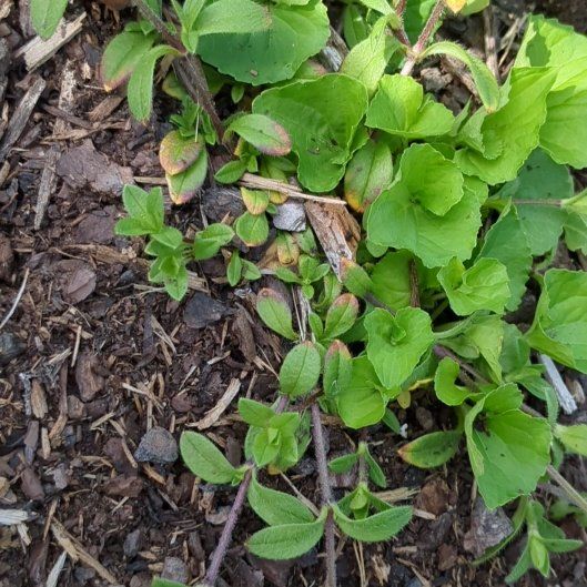 Photo of the plant species Creeping Phlox by @StoriedIvygourd named Apollo on Greg, the plant care app