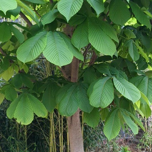 Photo of the plant species European Horse-Chestnut by @StoriedIvygourd named Remington on Greg, the plant care app