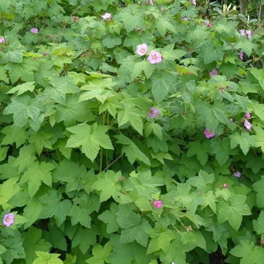 Photo of the plant species Purple-Flowered Raspberry by @StoriedIvygourd named Bruce Lee on Greg, the plant care app