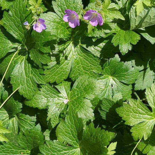 Photo of the plant species Spotted Geranium by @StoriedIvygourd named Lebron on Greg, the plant care app