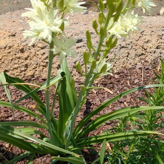 Photo of the plant species St Bernard's Lily by @StoriedIvygourd named Gaga on Greg, the plant care app