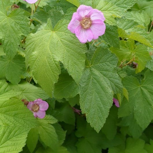 Photo of the plant species Purple-Flowered Raspberry by @StoriedIvygourd named Morgan Treeman on Greg, the plant care app