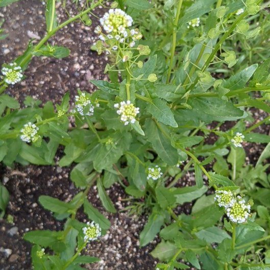 Photo of the plant species Field Pennycress by @StoriedIvygourd named Aria on Greg, the plant care app
