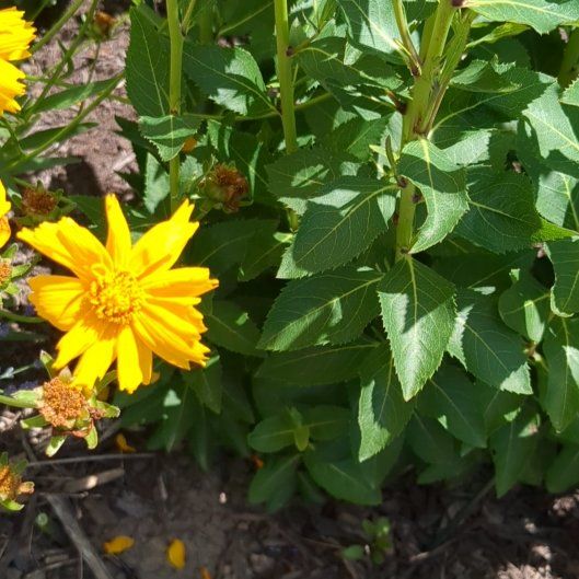 Photo of the plant species Smooth Oxeye by @StoriedIvygourd named Willow on Greg, the plant care app