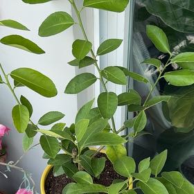 Photo of the plant species Persian Lime by @BoldAntplant named Luna on Greg, the plant care app