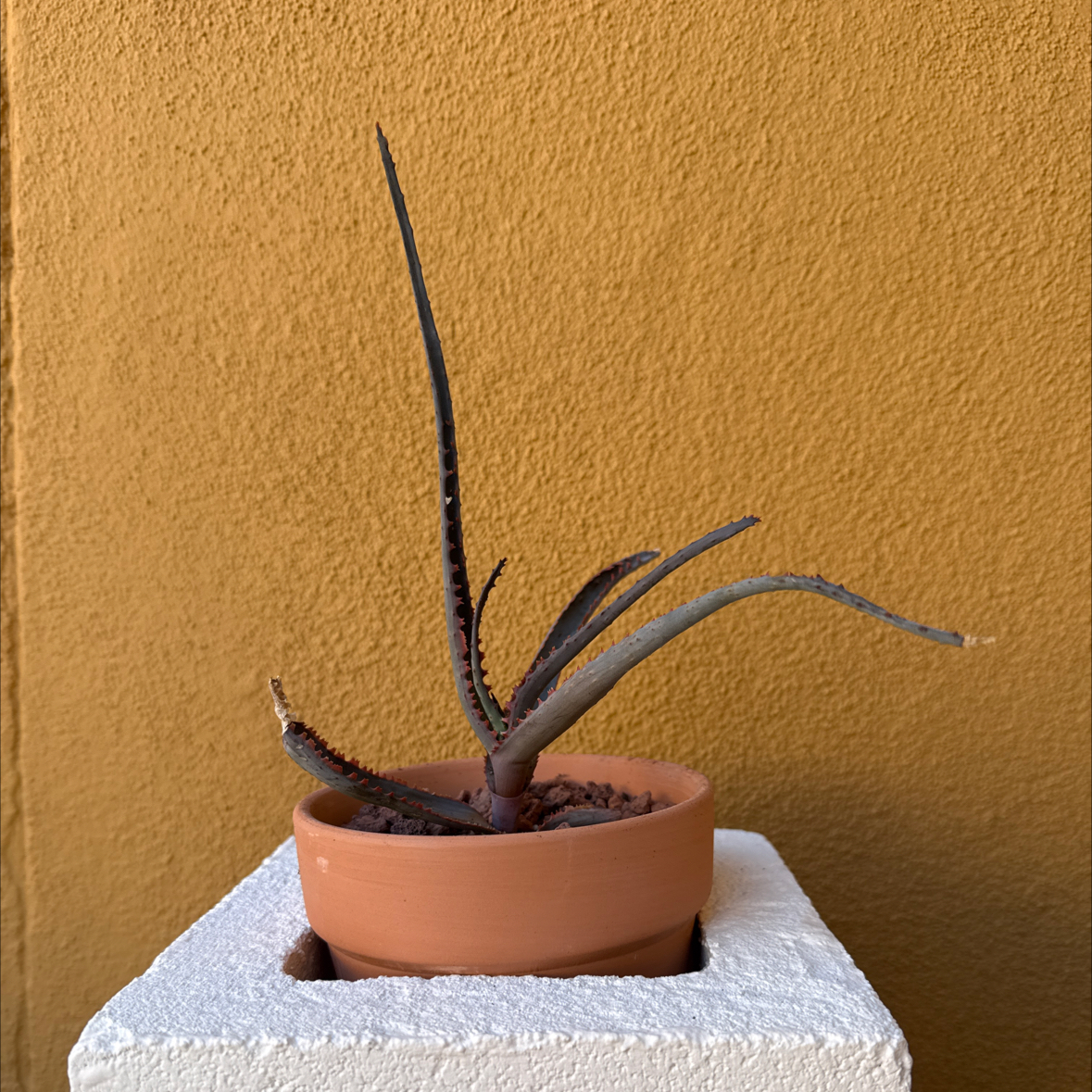 Photo of the plant species Aloe divaricata subsp. divaricata by @SirCoyotillo named FD Divina DaCampo on Greg, the plant care app