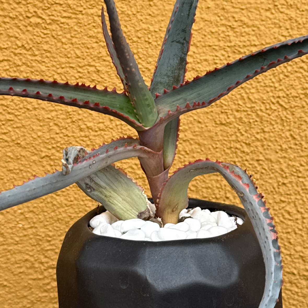 Photo of the plant species Aloe divaricata subsp. divaricata by @SirCoyotillo named Lola on Greg, the plant care app