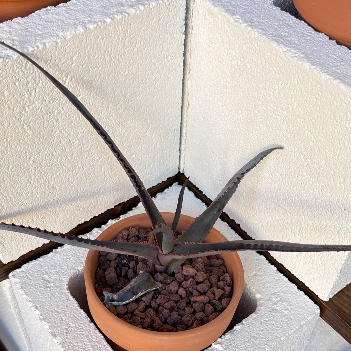 Photo of the plant species Aloe divaricata subsp. divaricata by @SirCoyotillo named FD Blue Hydrangea on Greg, the plant care app