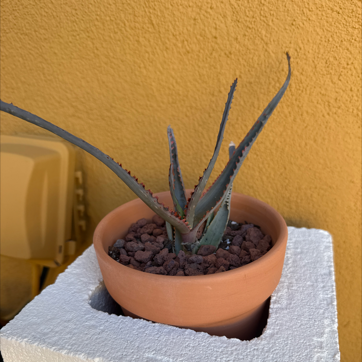 Photo of the plant species Aloe divaricata subsp. divaricata by @SirCoyotillo named FD Bagga Chipz on Greg, the plant care app