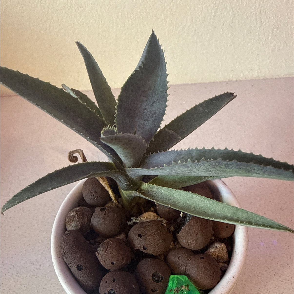 Photo of the plant species Mangave 'Silver Fox' by @SirCoyotillo named Karl on Greg, the plant care app