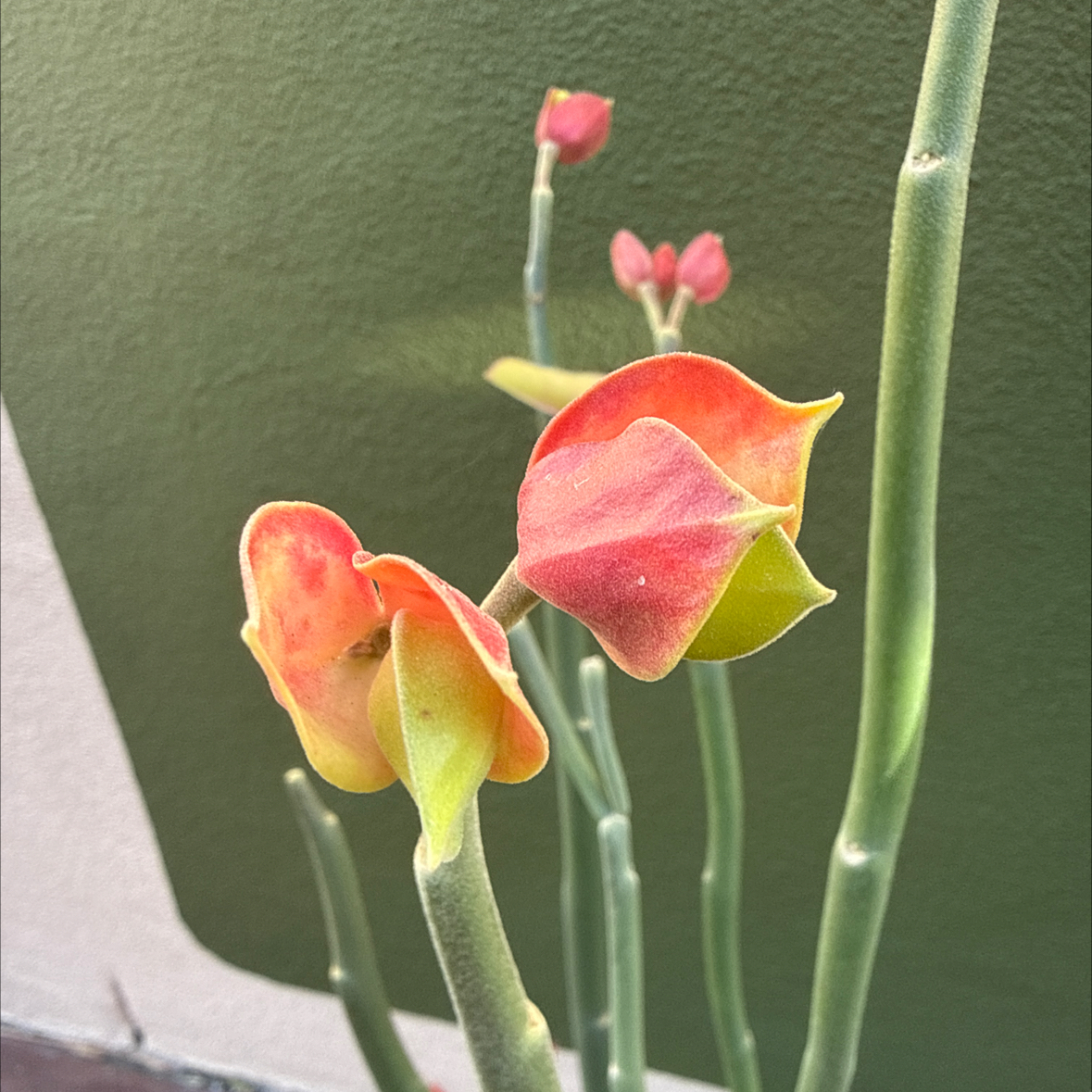 Photo of the plant species Pedilanthus bracteatus by @SirCoyotillo named Chacha Slippers on Greg, the plant care app