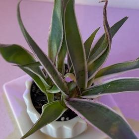 Photo of the plant species Mangave 'Jaguar' by @SirCoyotillo named Kaleidoscope Sport0n3 on Greg, the plant care app