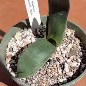 Photo of the plant species Flat-leaf Gasteria by @SirCoyotillo named Gerri on Greg, the plant care app