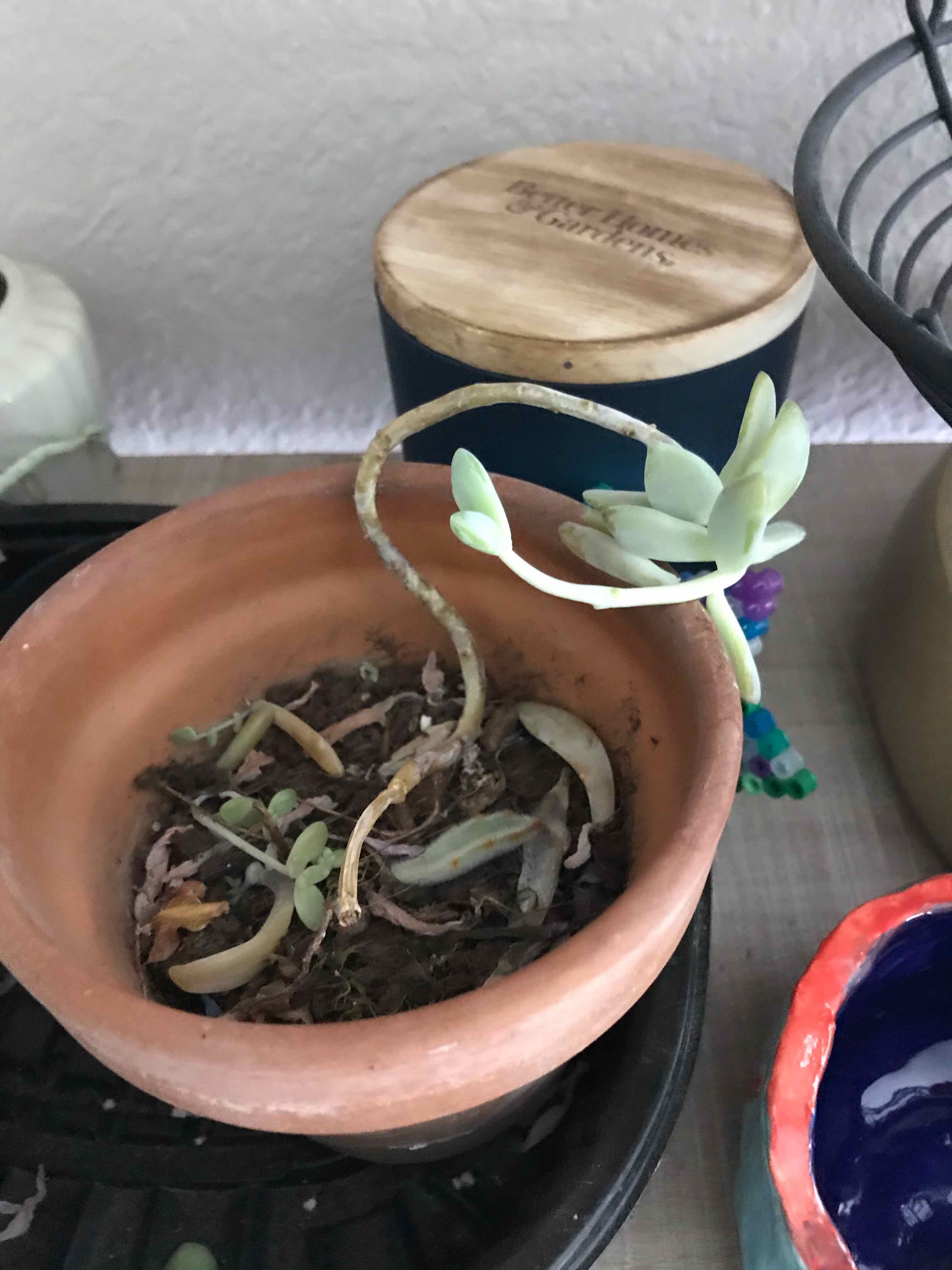 Graptosedum 'Francesco Baldi' plant in a terracotta pot with sparse foliage and visible soil.