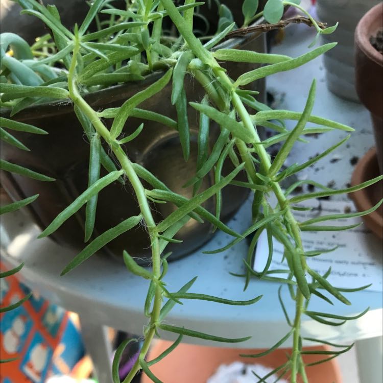Close-up of hands holding a healthy potted Moss Rose Purslane plant with dense green succulent leaves in a blue pot.