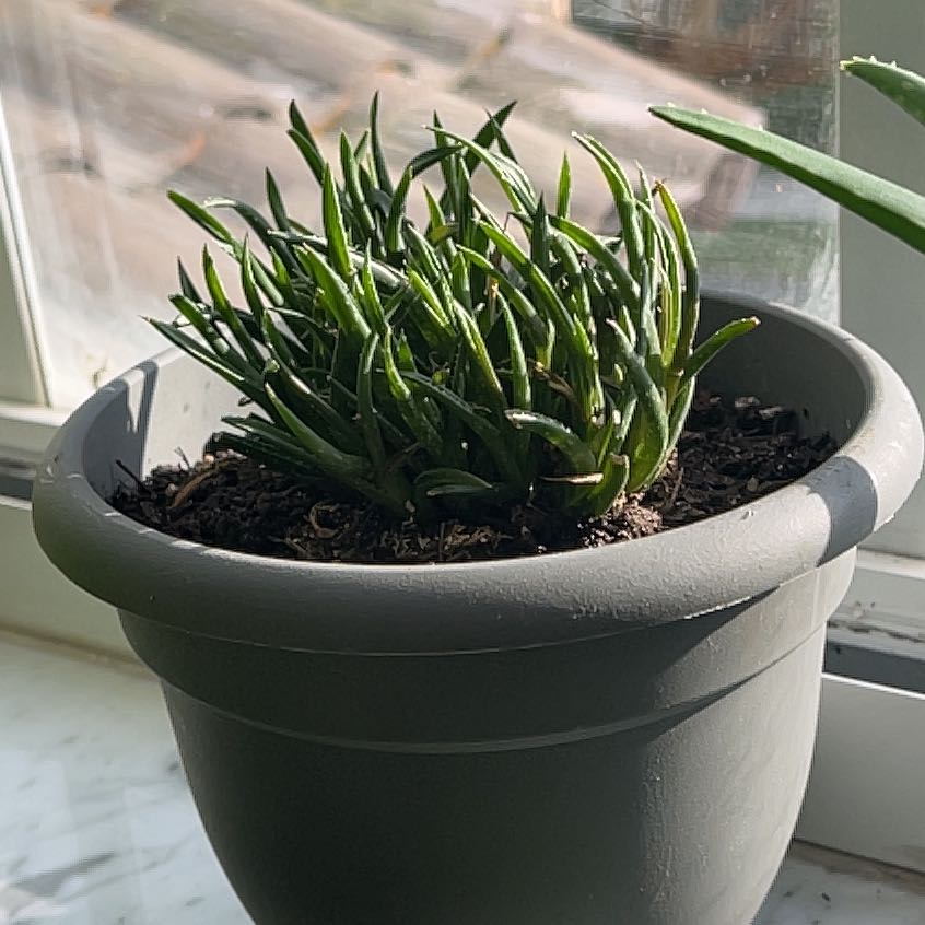 Potted Orange Bulbine plant on a windowsill with visible soil and healthy green leaves.