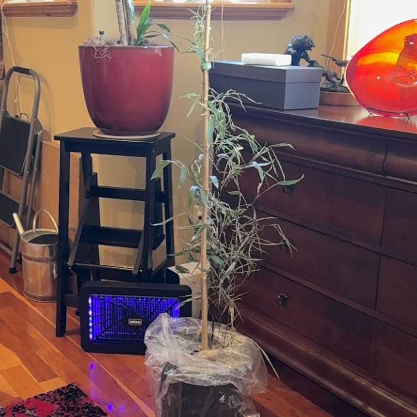 Photo of the plant species Black Bamboo by @ZingChayote named Spike Leaves on Greg, the plant care app