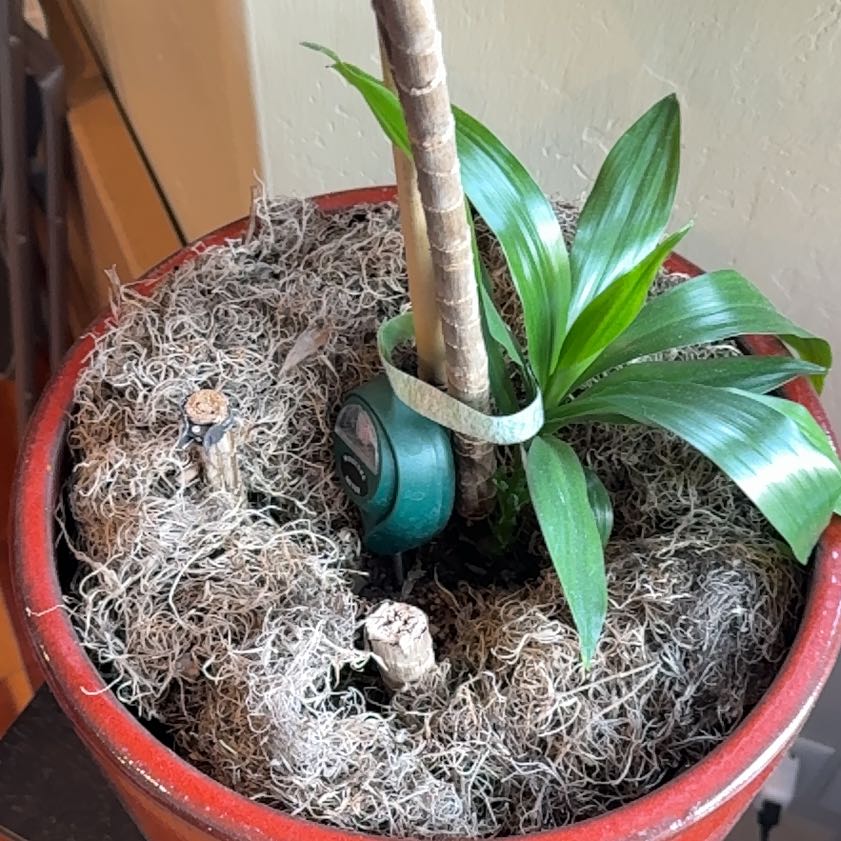 Photo of the plant species Corn Plant by @ZingChayote named Apollo on Greg, the plant care app