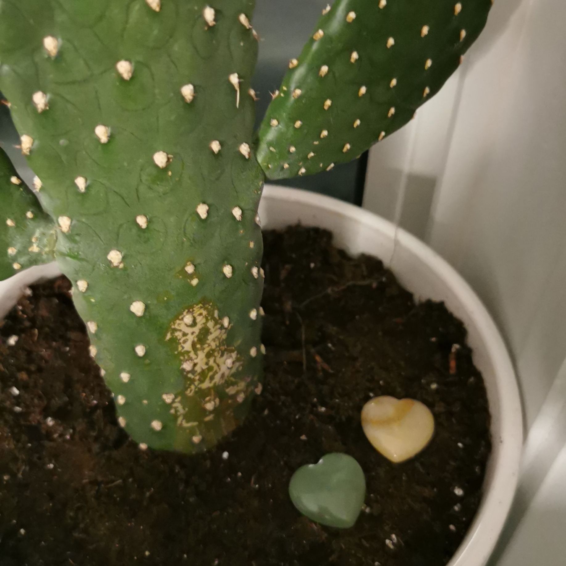Road Kill Cactus with a discolored patch on the stem, visible soil, and two small heart-shaped objects.