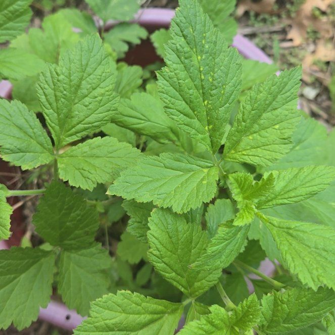 Photo of the plant species White Avens by @AwesomeSunstar named Khaleesi on Greg, the plant care app