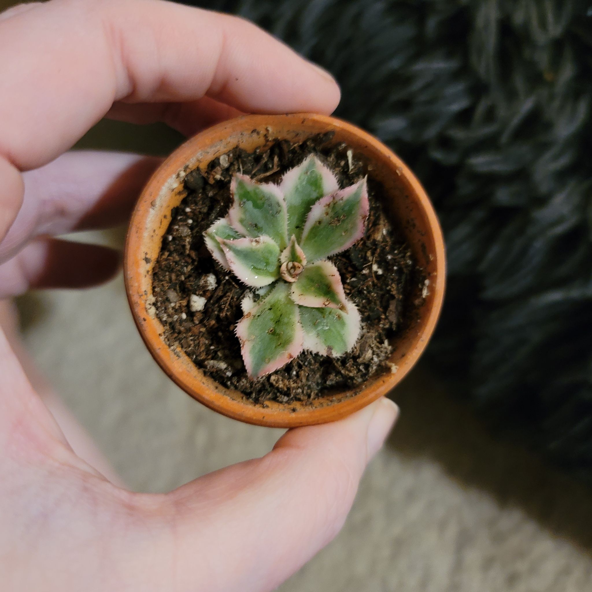 Aeonium 'Sunburst' plant in a small terracotta pot with some leaf browning, held by a hand.