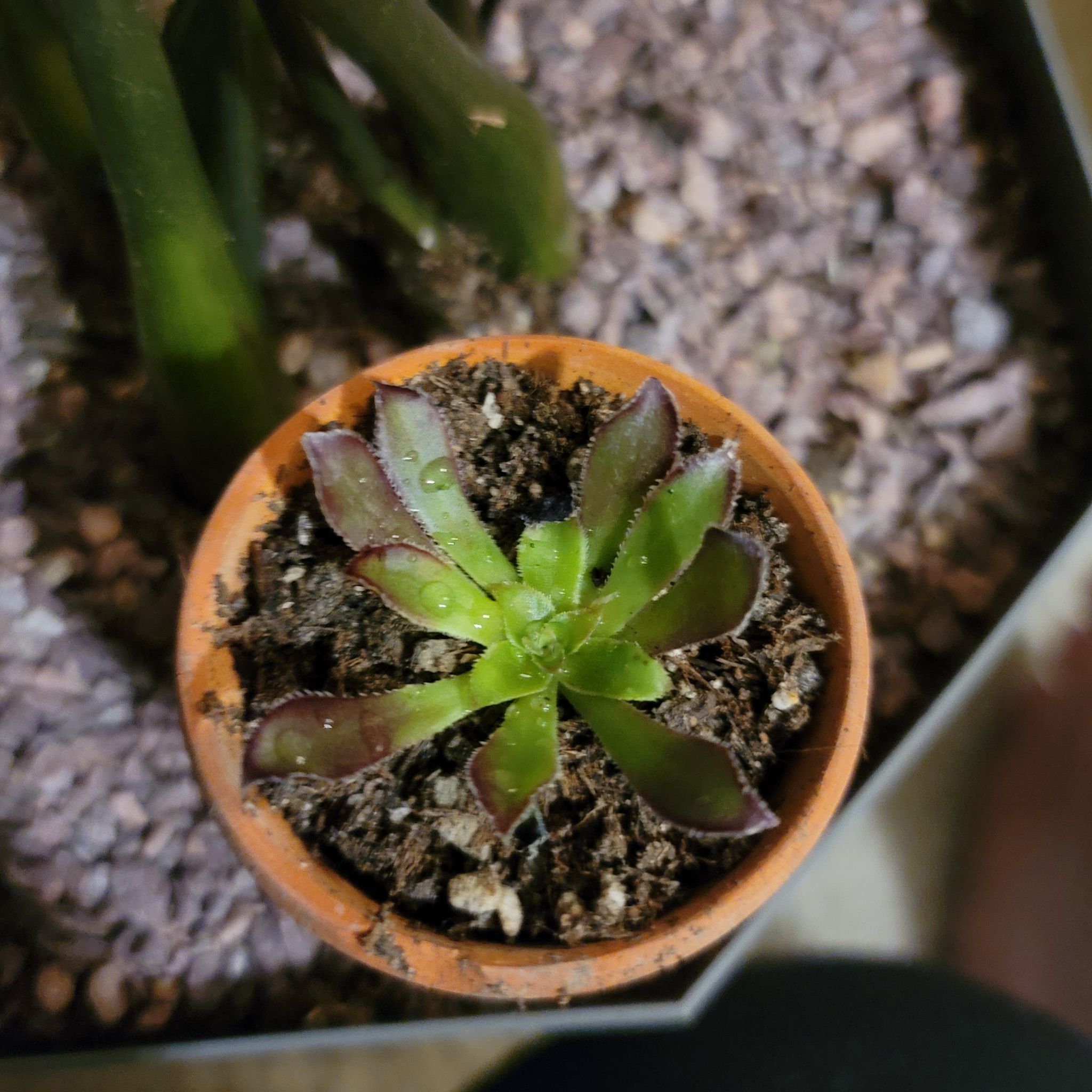 Aeonium arboreum 'Zwartkop' plant in a pot with visible soil, well-framed and in focus.