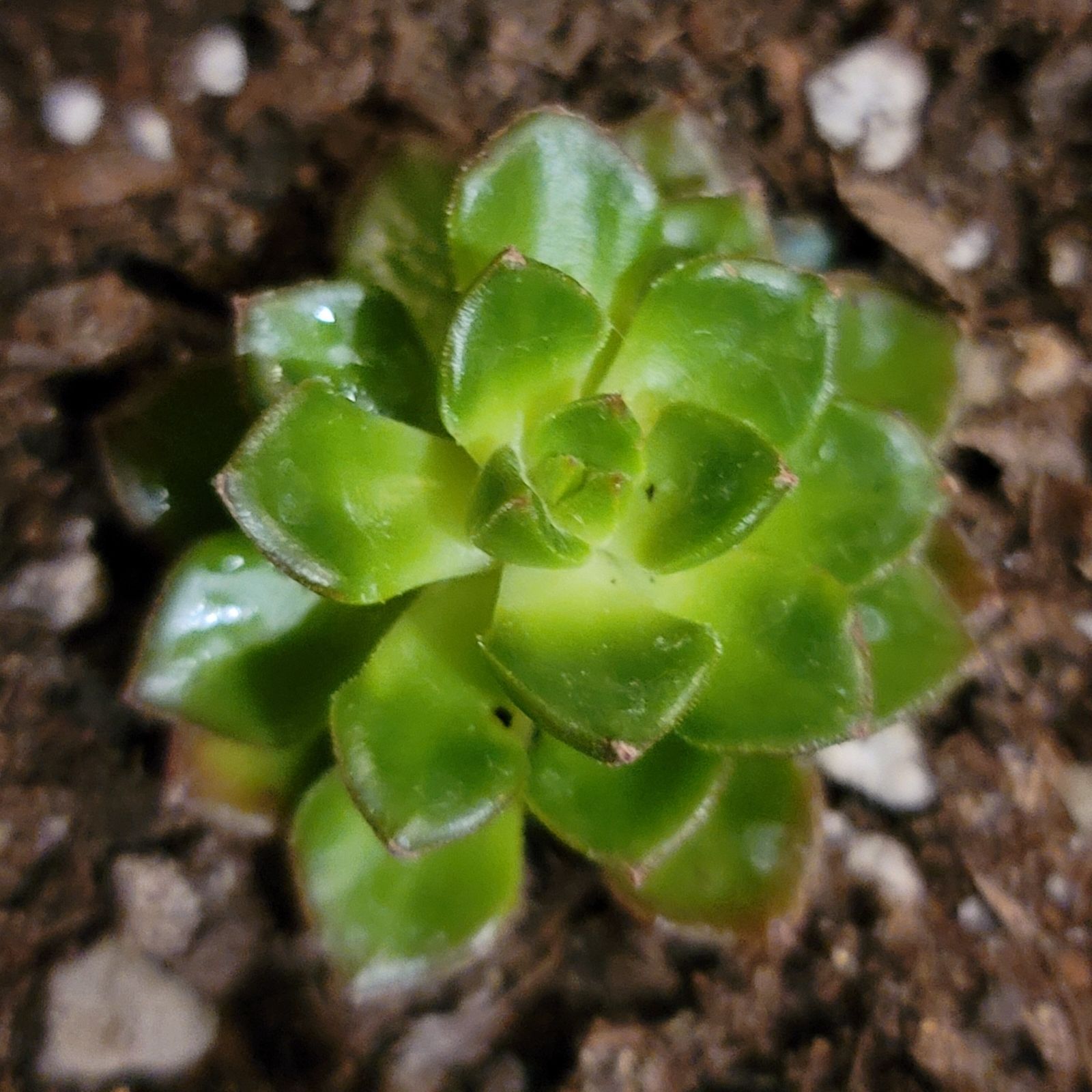 Sedeveria 'Letizia' succulent with green rosette leaves, visible soil.