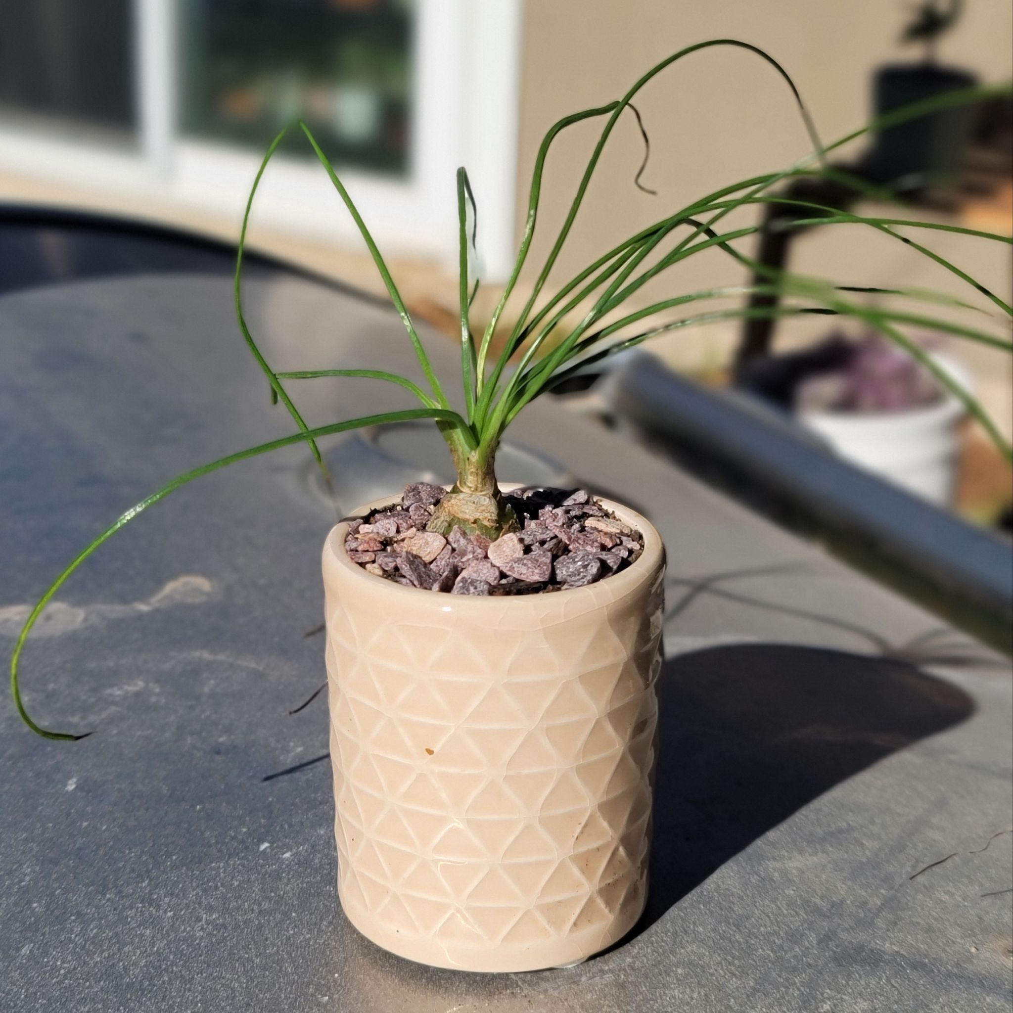 Photo of the plant species Slime Lily by @HeyLillie named Harry on Greg, the plant care app
