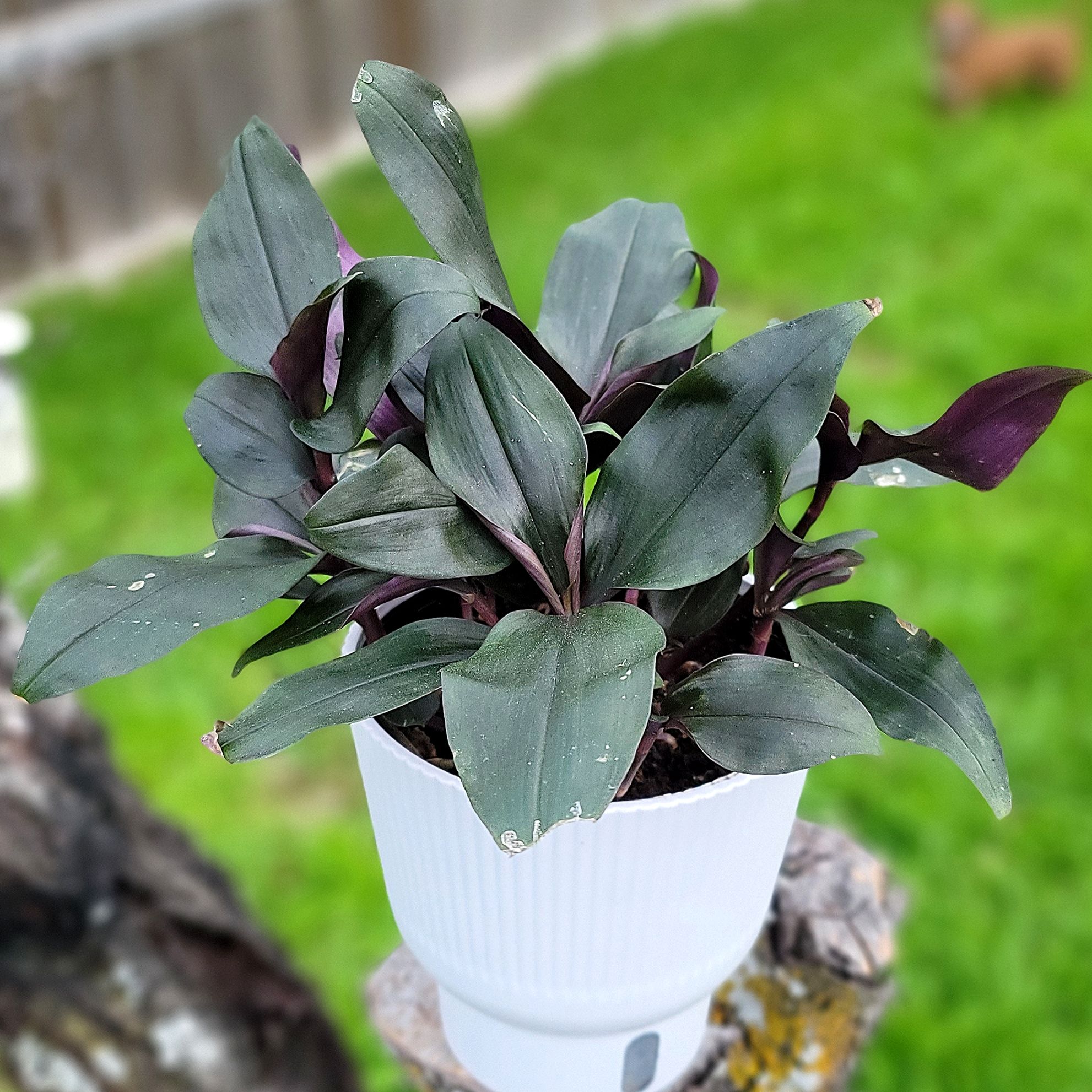Photo of the plant species Roxxo Inch Plant by @HeyLillie named Rocco on Greg, the plant care app