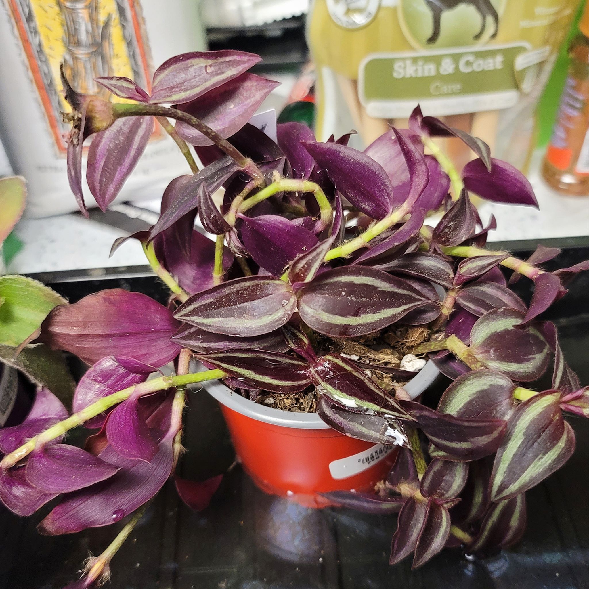 Wandering Dude 'Burgundy' plant in a small pot with vibrant purple and green leaves.