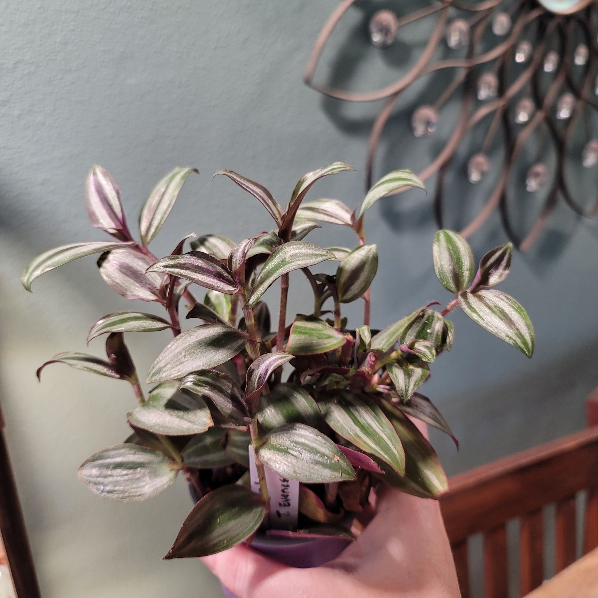 Photo of the plant species Tradescantia zebrina 'Evanesce' by @HeyLillie named Evan on Greg, the plant care app