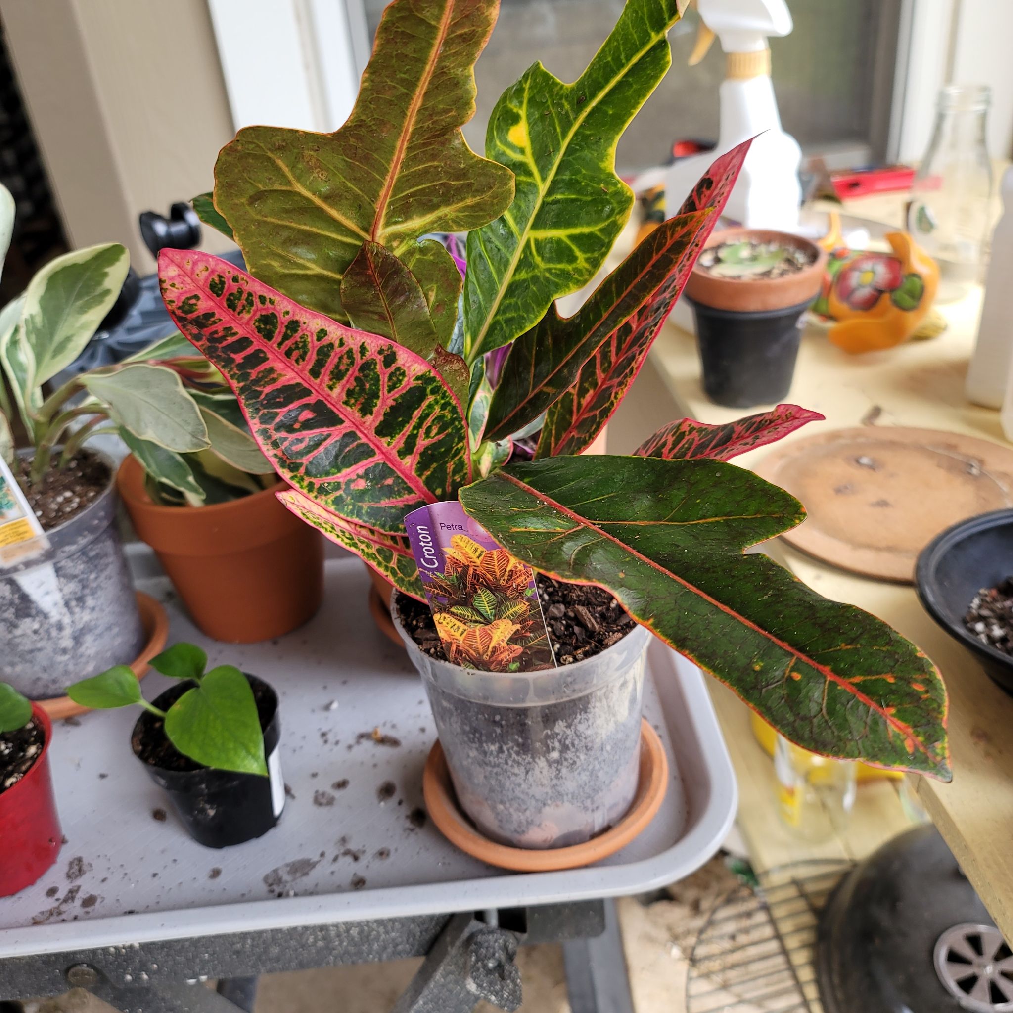 Photo of the plant species Croton 'Magnificent' by @HeyLillie named Maggie on Greg, the plant care app