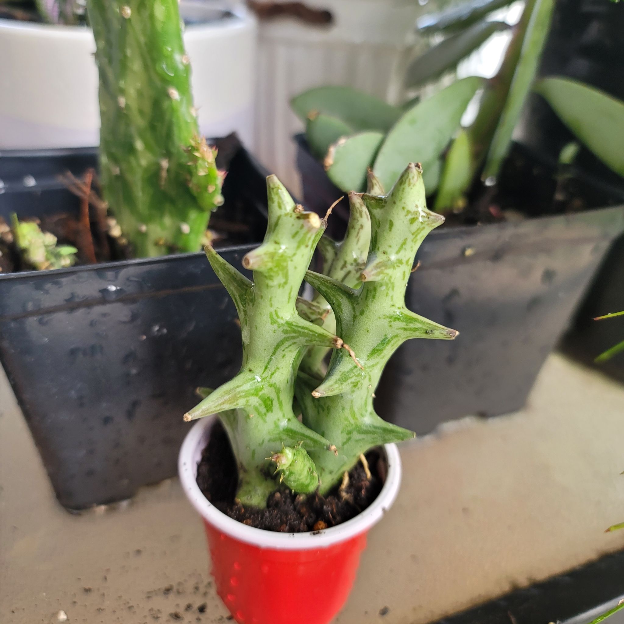 Photo of the plant species shrimp clamp by @HeyLillie named Stan on Greg, the plant care app