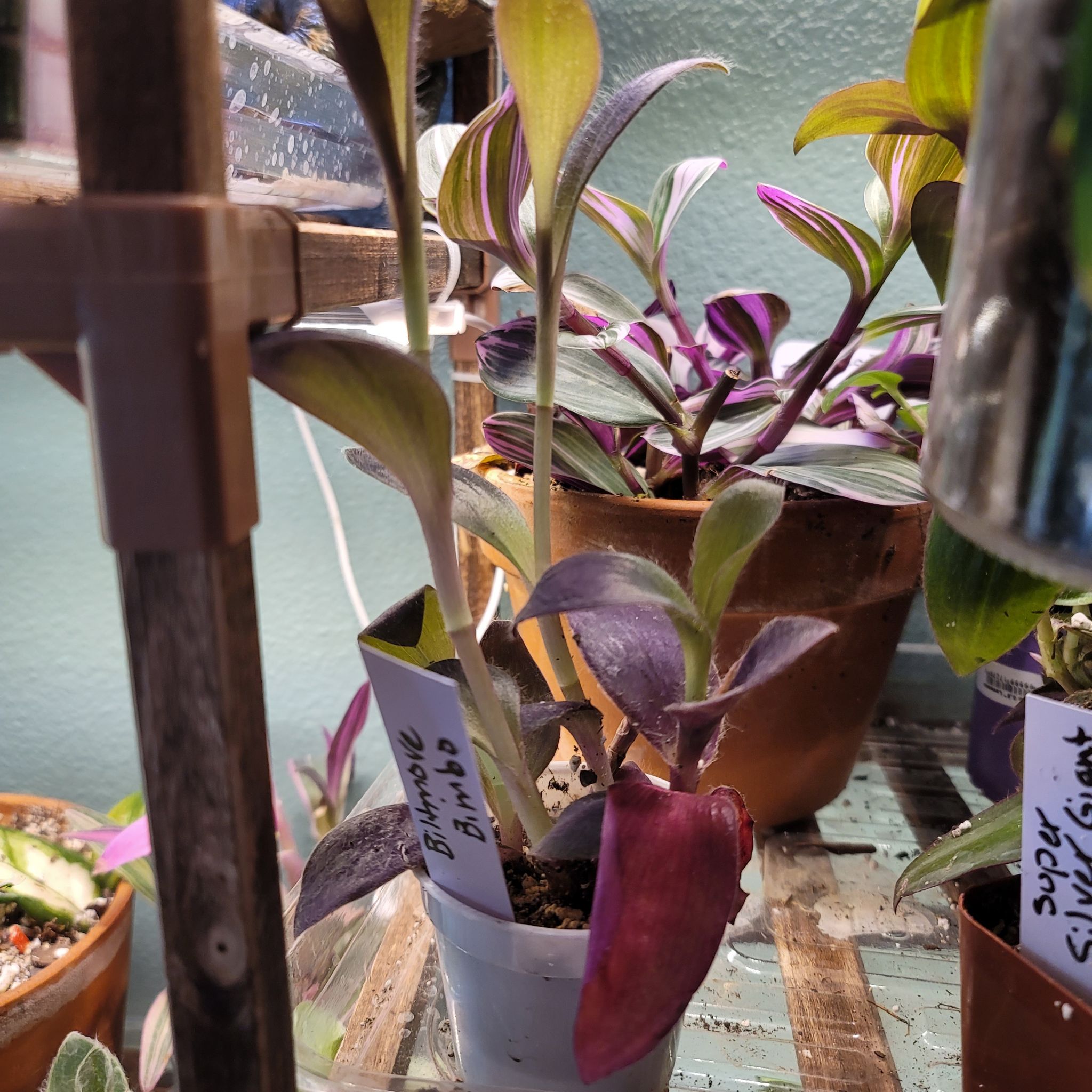 Photo of the plant species Varigated Setcreasea by @HeyLillie named Biltmore Bimbo on Greg, the plant care app