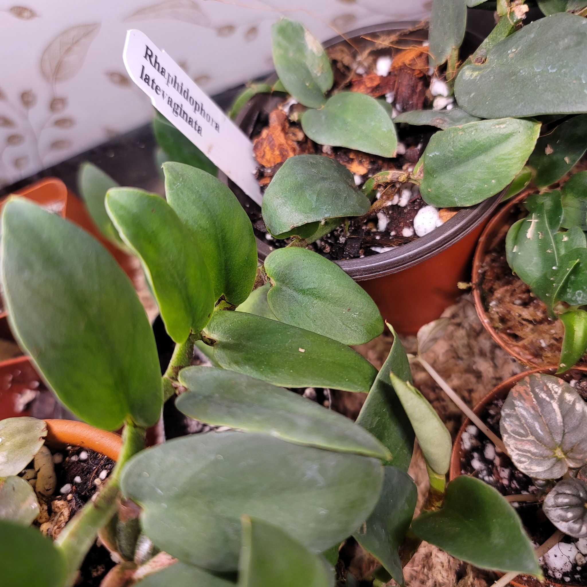 Photo of the plant species Rhaphidophora latevaginata by @HeyLillie named Fanny on Greg, the plant care app