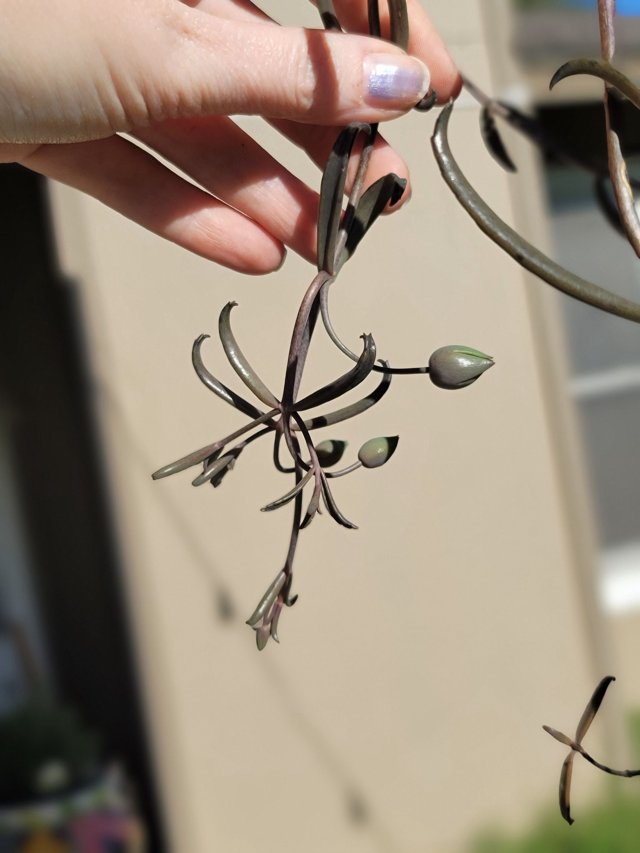 Marnier's Kalanchoe Care 101 Water, Light & Growing Tips