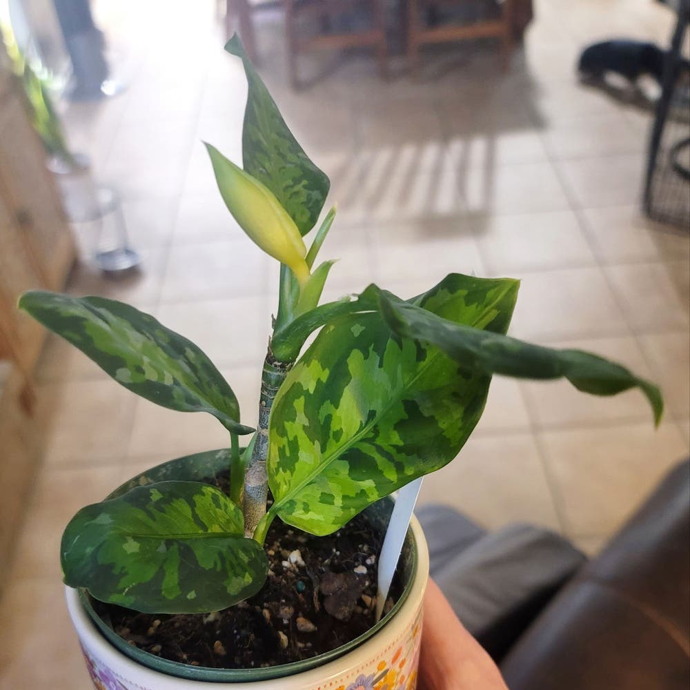 Aglaonema Pictum tricolor | A plant by @LucentPukatea on Greg Aglaonema Pictum tricolor | A plant by @LucentPukatea on Greg