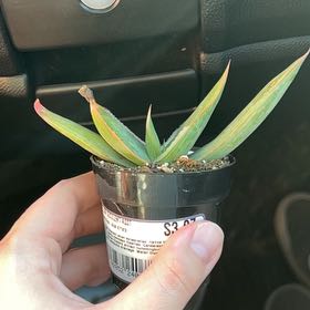 Photo of the plant species Aloe striata subsp. karasbergensis by @DeanAnise named Scarlett on Greg, the plant care app