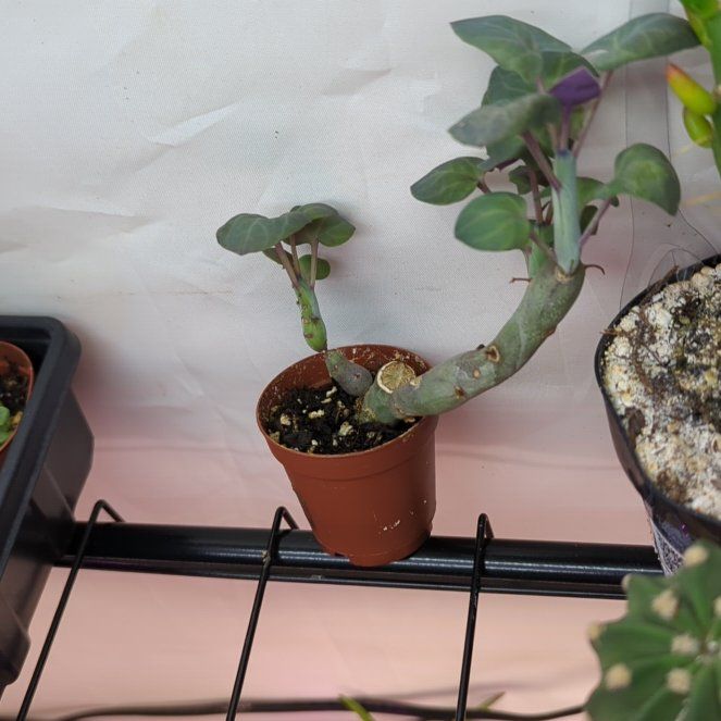 Photo of the plant species Variegated Candle Plant by @PrinceWoreya named Diana on Greg, the plant care app