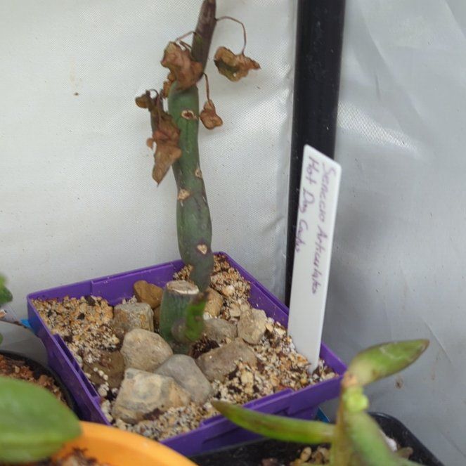 Photo of the plant species Variegated Candle Plant by @PrinceWoreya named Sahara on Greg, the plant care app