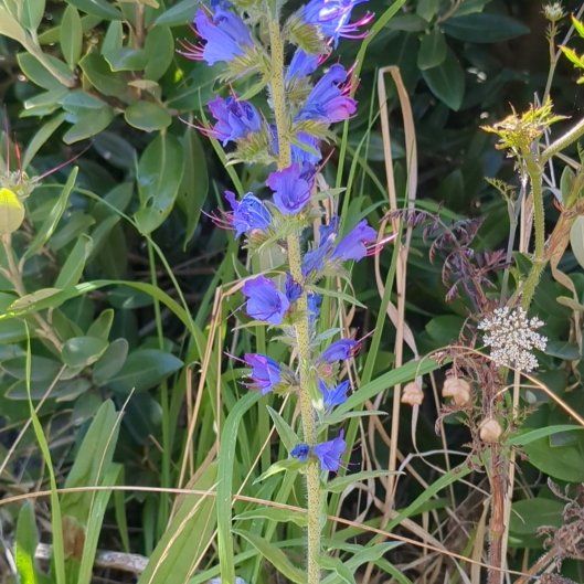 Photo of the plant species Common Viper's-Bugloss by @ZealousBagpod named Marley on Greg, the plant care app