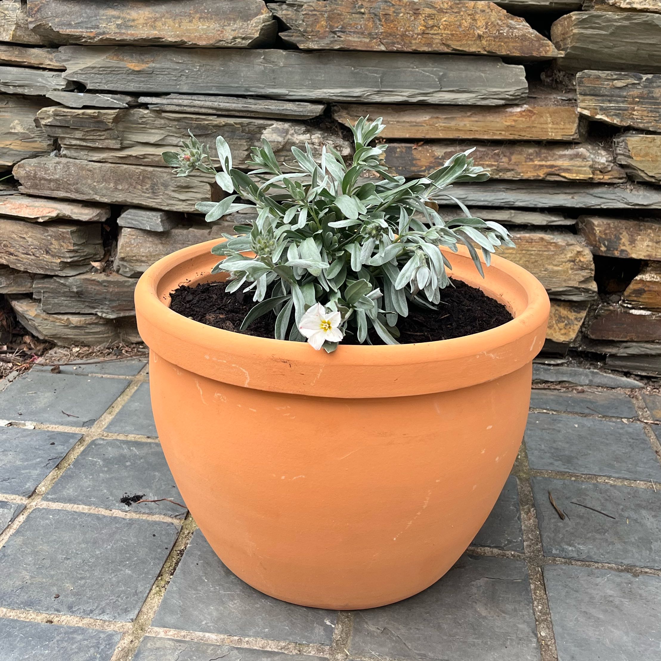 Photo of the plant species Convolvulus cneorum by @PicturesqueJade named Coco on Greg, the plant care app