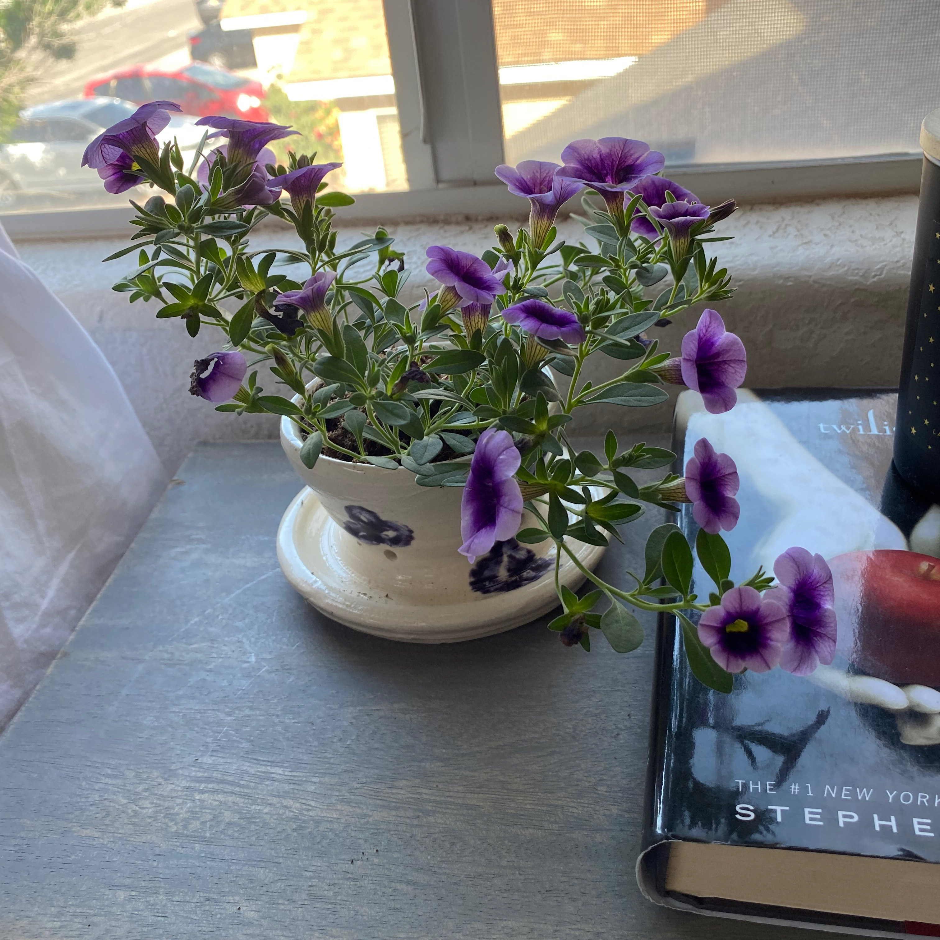 Potted Million Bells plant with purple flowers on a table near a window.