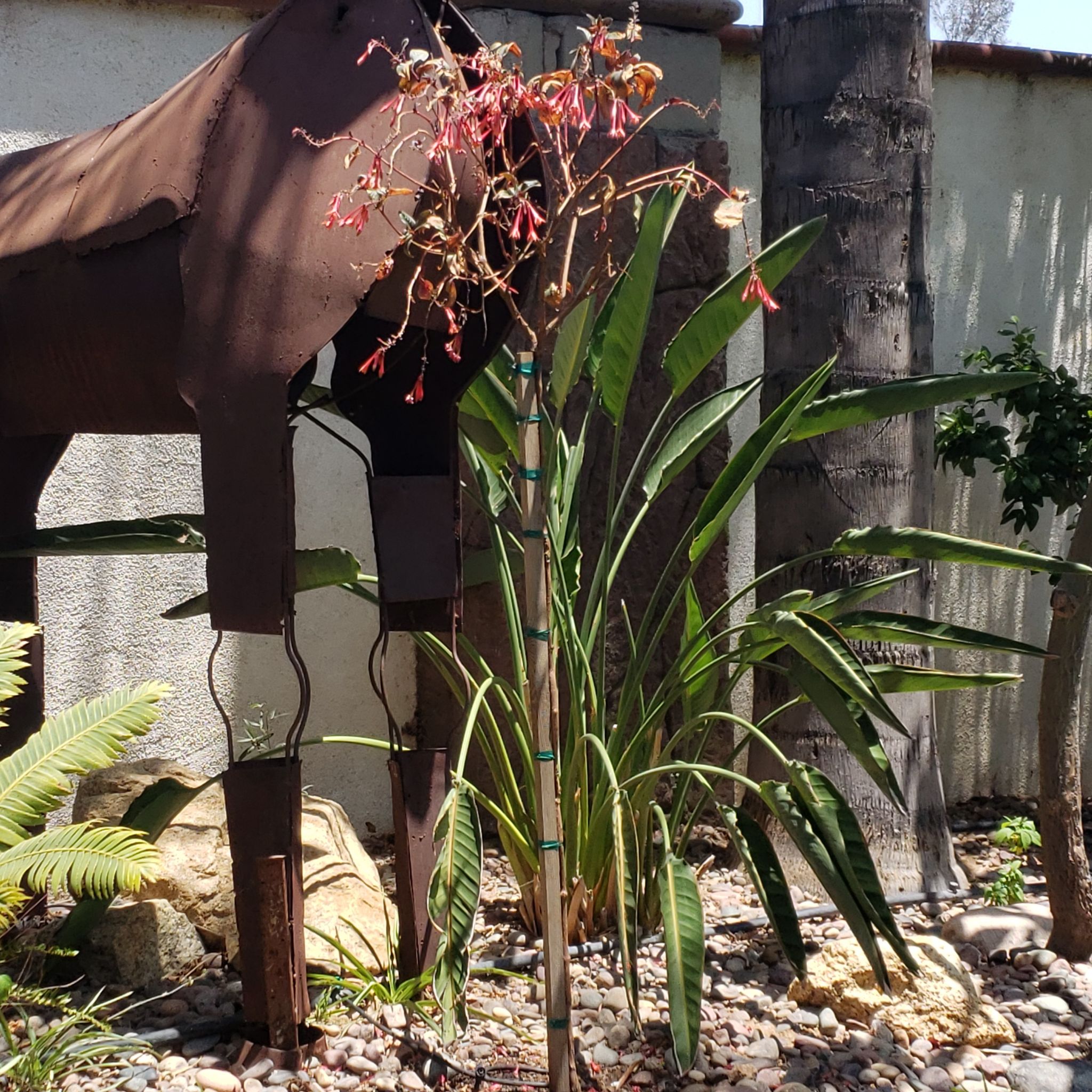 Photo of the plant species Bolivian Fuchsia by @AnewFlyagaric named Morgan Treeman on Greg, the plant care app