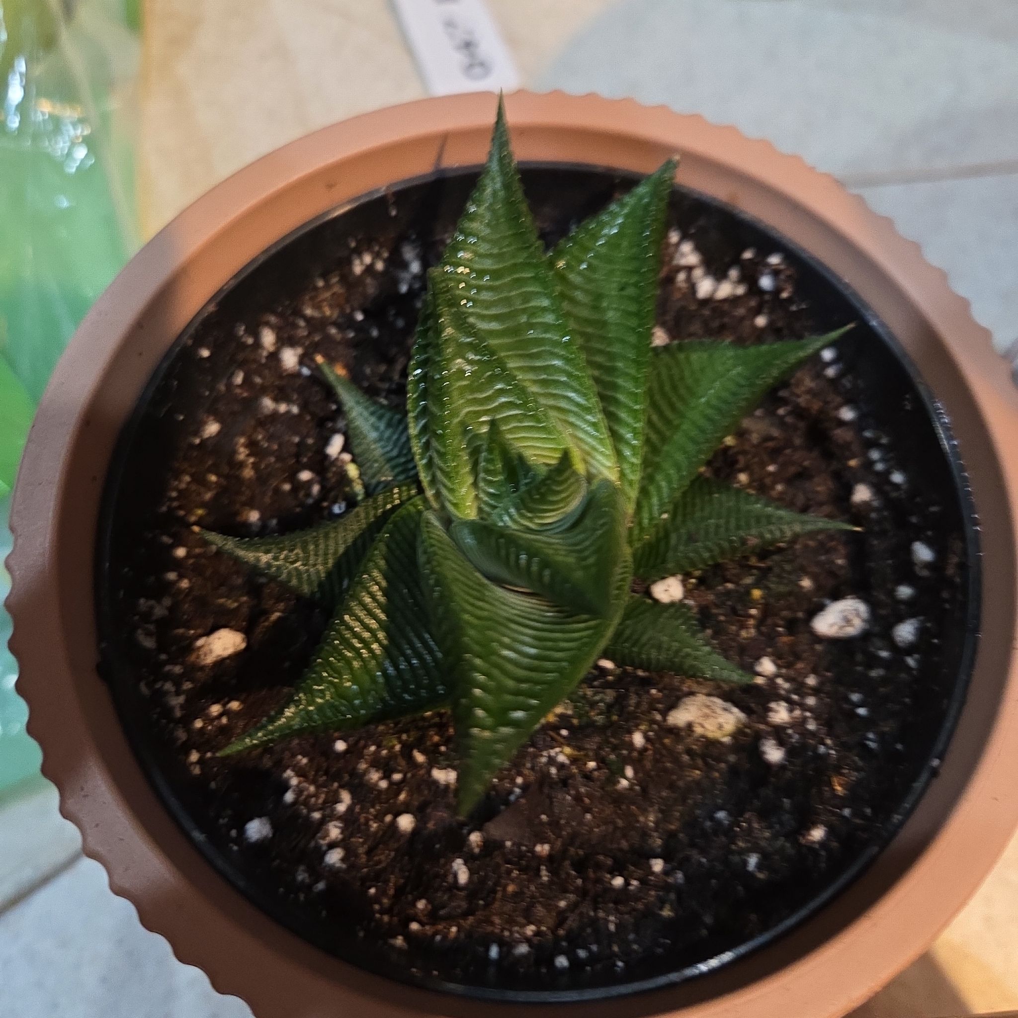 Photo of the plant species haworthia by @MovingWoodavens named Haworthia on Greg, the plant care app