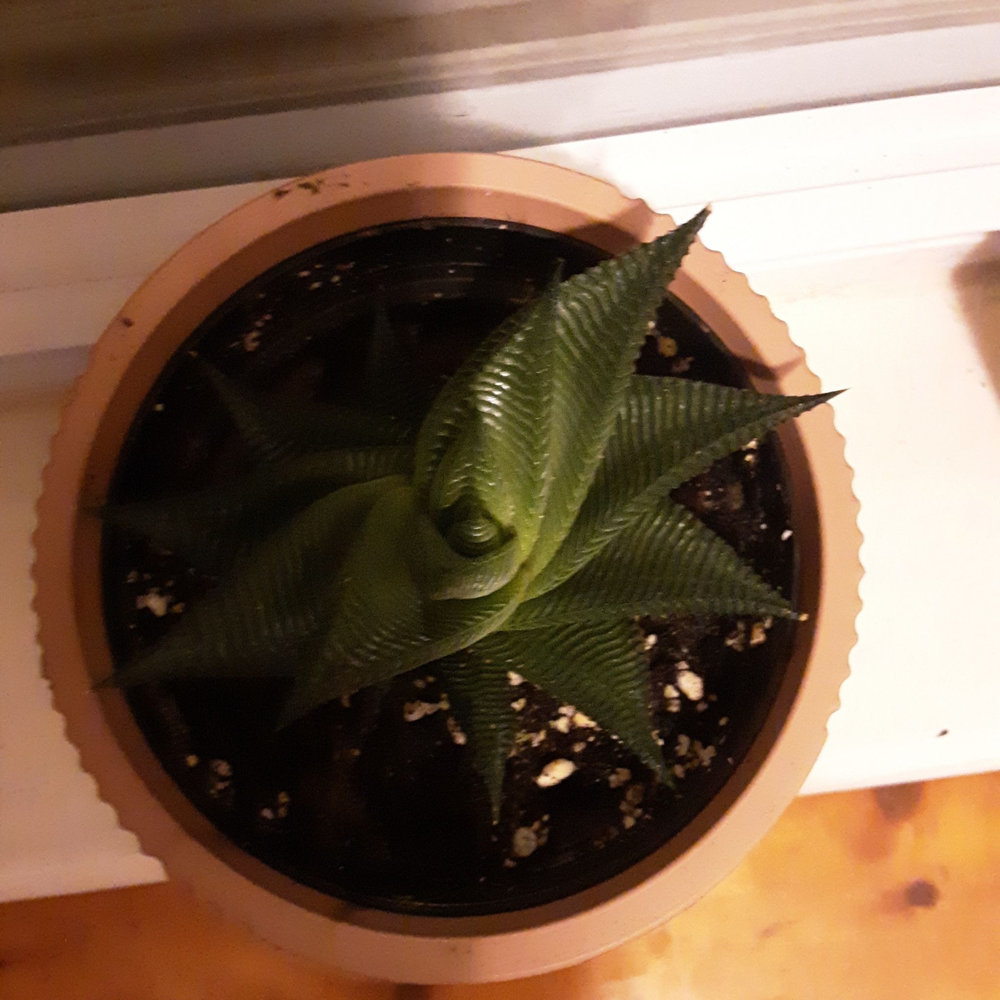 Photo of the plant species haworthia by @MovingWoodavens named Haworthia on Greg, the plant care app