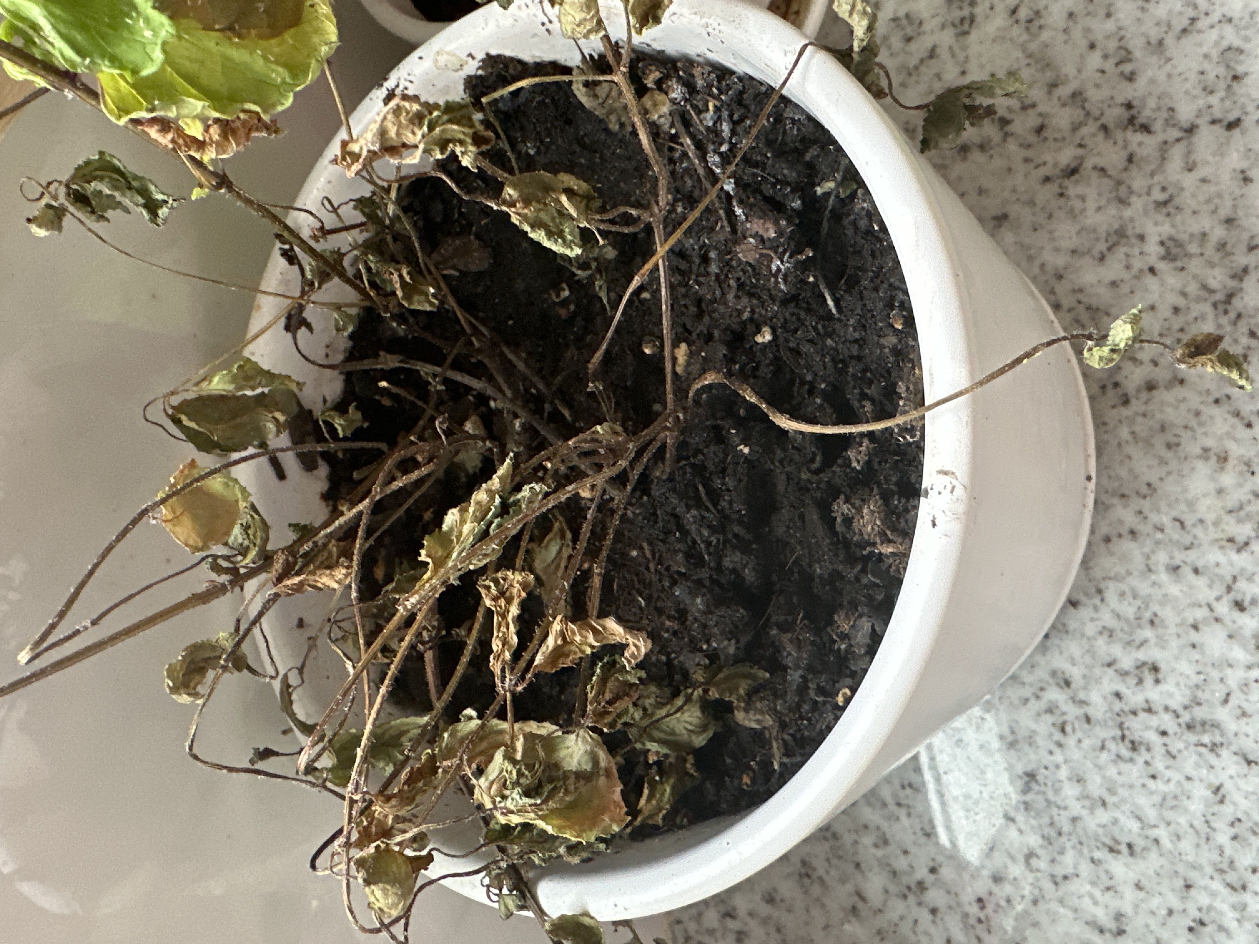 Photo from the post
